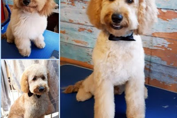 Photo associated with Smart Hound, Pet Groomer, Banstead, Coulsdon & surrounding areas