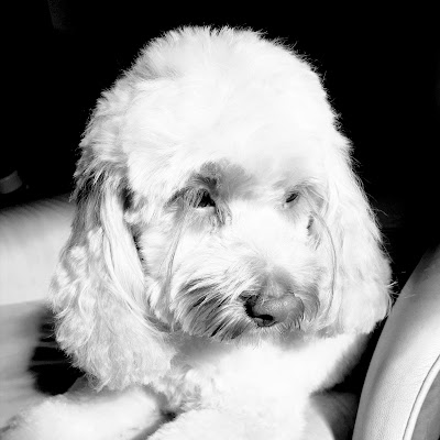 Photo associated with Smart Hound, Pet Groomer, Banstead, Coulsdon & surrounding areas