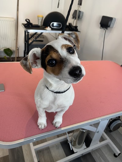 Photo associated with West Bridgford Pet Parlour