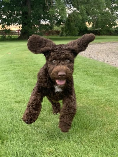 Photo associated with Big and small dog grooming