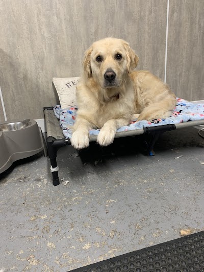 Photo associated with Big and small dog grooming