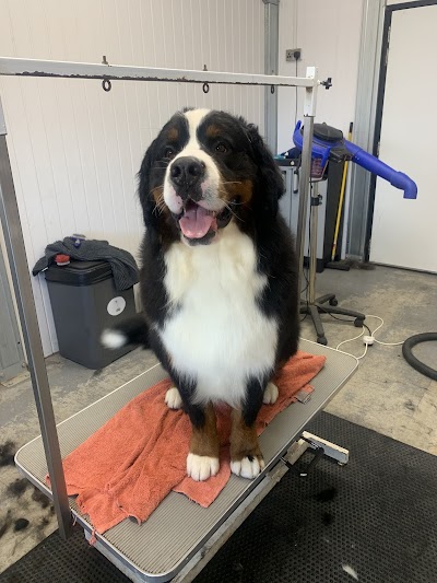 Photo associated with Big and small dog grooming