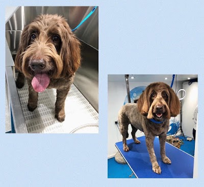 Photo associated with All paws on deck
