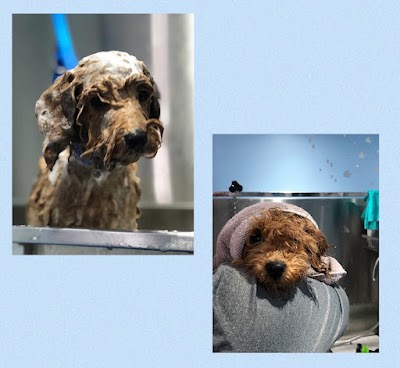 Photo associated with All paws on deck