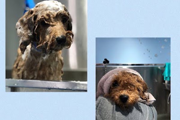 Photo associated with All paws on deck