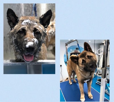 Photo associated with All paws on deck