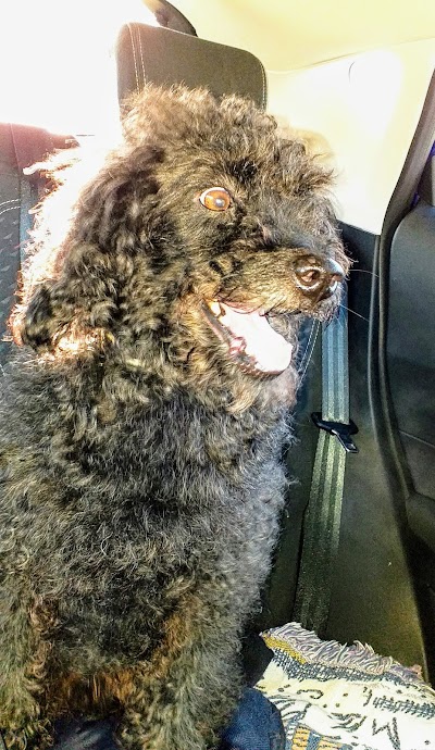 Photo associated with Sue's Dog Grooming