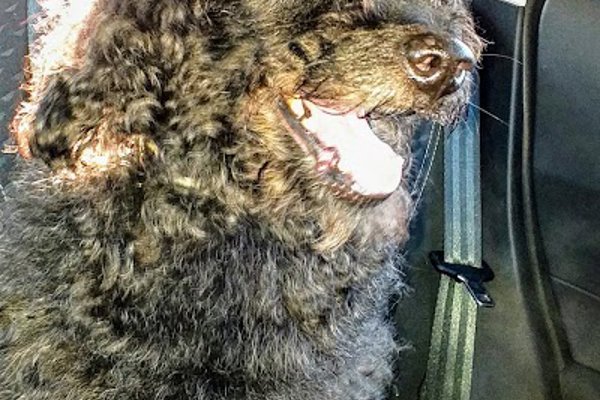 Photo associated with Sue's Dog Grooming