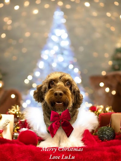 Photo associated with Danielle's K9 Spa One To One Dog Grooming