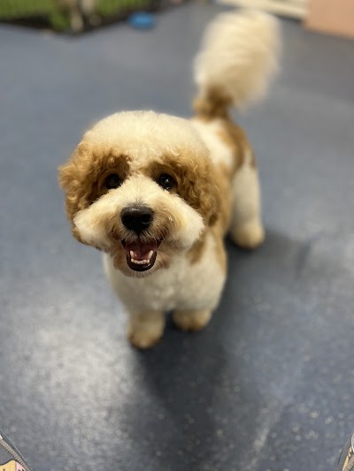 Photo associated with Danielle's K9 Spa One To One Dog Grooming