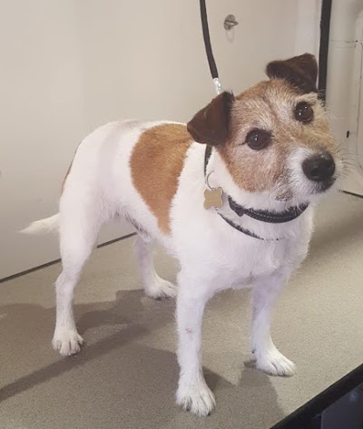 Photo associated with Emma's Dog Grooming
