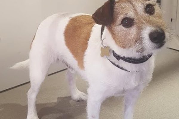 Photo associated with Emma's Dog Grooming