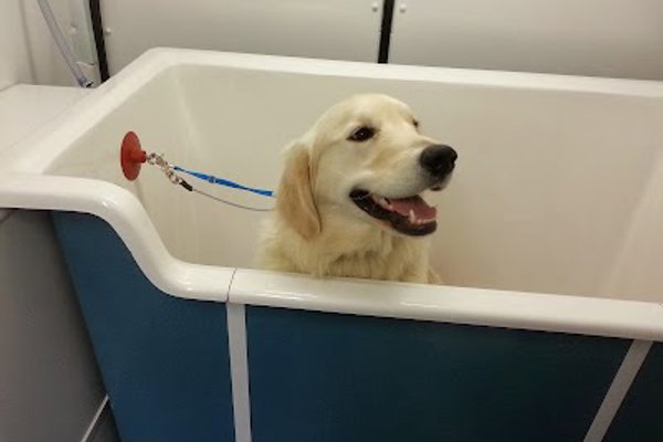 Photo associated with Grrroomies Dog Grooming Service
