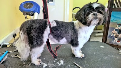 Photo associated with Top Dog Groomers