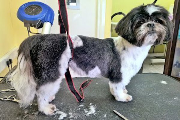 Photo associated with Top Dog Groomers
