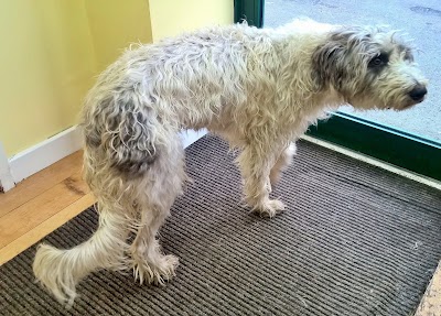 Photo associated with Top Dog Groomers
