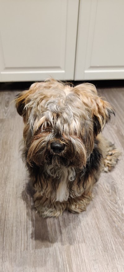 Photo associated with Mucky Mutts Professional Pet Grooming