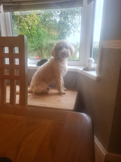 Photo associated with In the Dog House Grooming