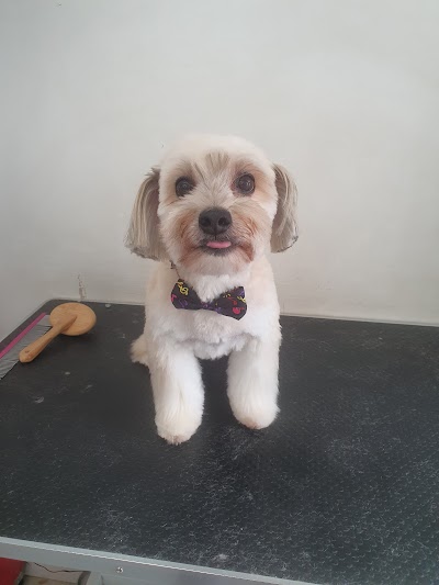 Photo associated with For Dogs Sake Dog grooming