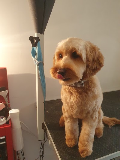 Photo associated with For Dogs Sake Dog grooming