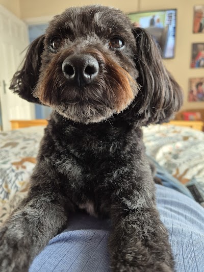 Photo associated with Shampooch & Setter dog grooming