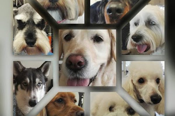 Photo associated with Whistle and Bark