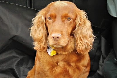 Photo associated with Fishponds Farm Dog Groomers