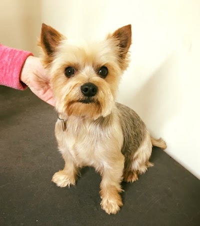 Photo associated with Fishponds Farm Dog Groomers