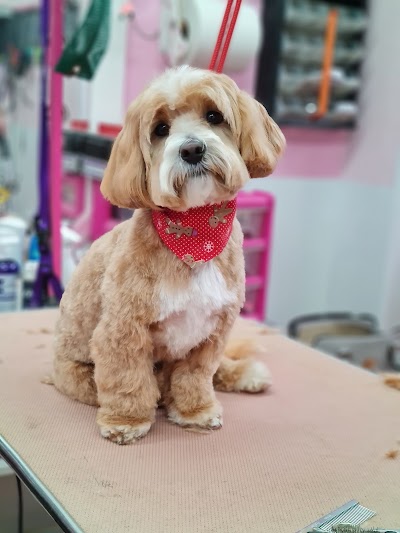 Photo associated with Doggie Style Pet Grooming