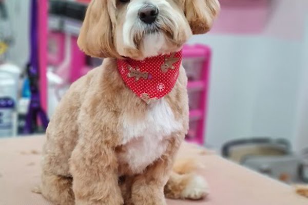 Photo associated with Doggie Style Pet Grooming