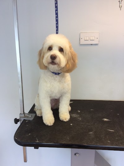 Photo associated with Dog About Town Grooming Salon