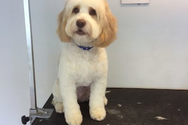 Photo associated with Dog About Town Grooming Salon