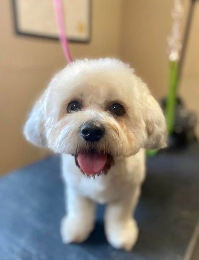 Photo associated with Pampered Paws Dog Grooming