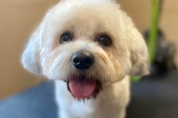 Photo associated with Pampered Paws Dog Grooming