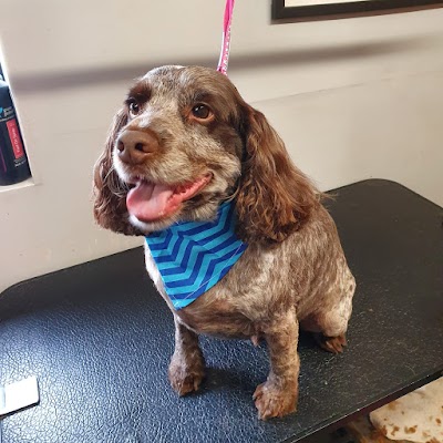 Photo associated with Pampered Paws Dog Grooming