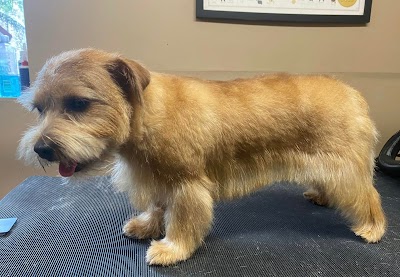 Photo associated with Pampered Paws Dog Grooming