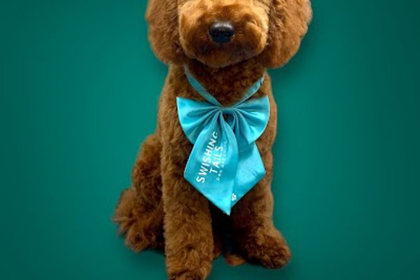 Photo associated with Swishing Tails Dog Grooming