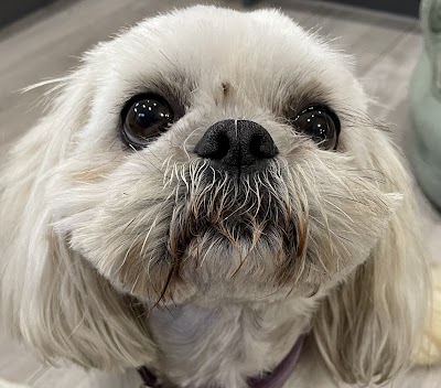Photo associated with A Dog House