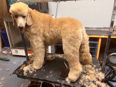 Photo associated with A Dog House