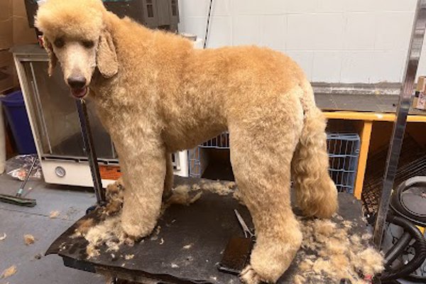 Photo associated with A Dog House