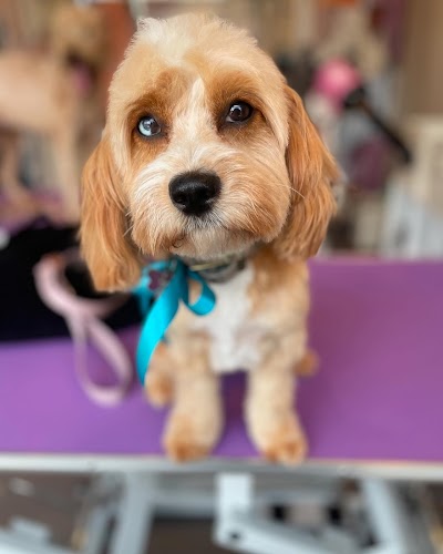 Photo associated with D.O.G Dog Obsessed Groomers