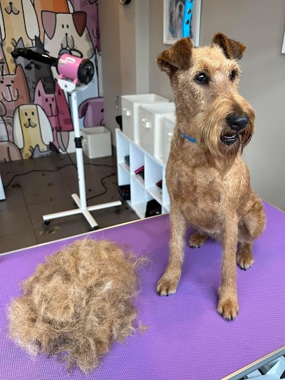 Photo associated with D.O.G Dog Obsessed Groomers
