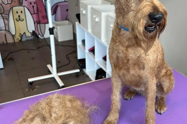 Photo associated with D.O.G Dog Obsessed Groomers