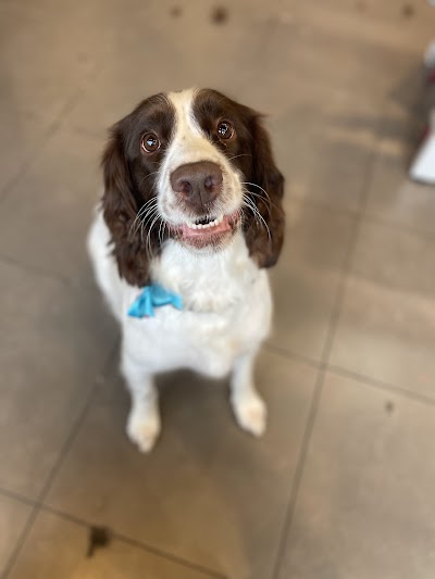 Photo associated with D.O.G Dog Obsessed Groomers