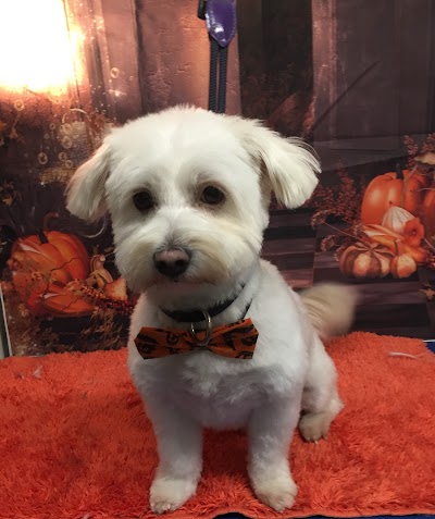 Photo associated with Rovers Dog Grooming Parlour