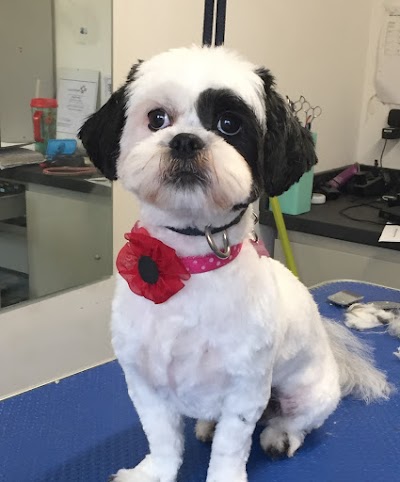 Photo associated with Rovers Dog Grooming Parlour
