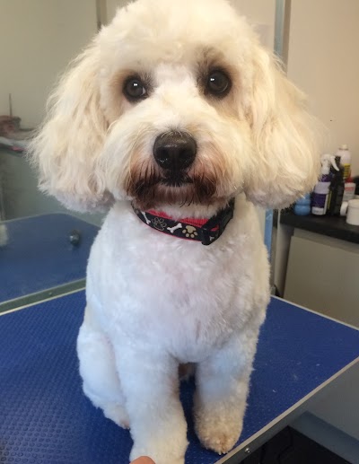 Photo associated with Rovers Dog Grooming Parlour