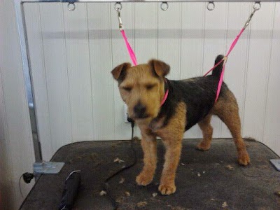 Photo associated with Dogtech Grooming