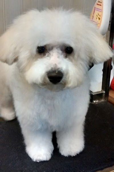 Photo associated with Dogtech Grooming