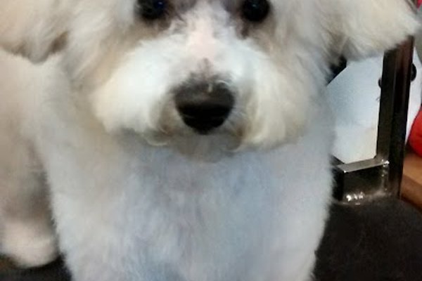 Photo associated with Dogtech Grooming